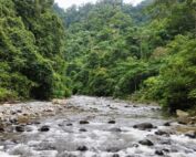 Sumatra Tropical Rain Forest Bukit Lawang
