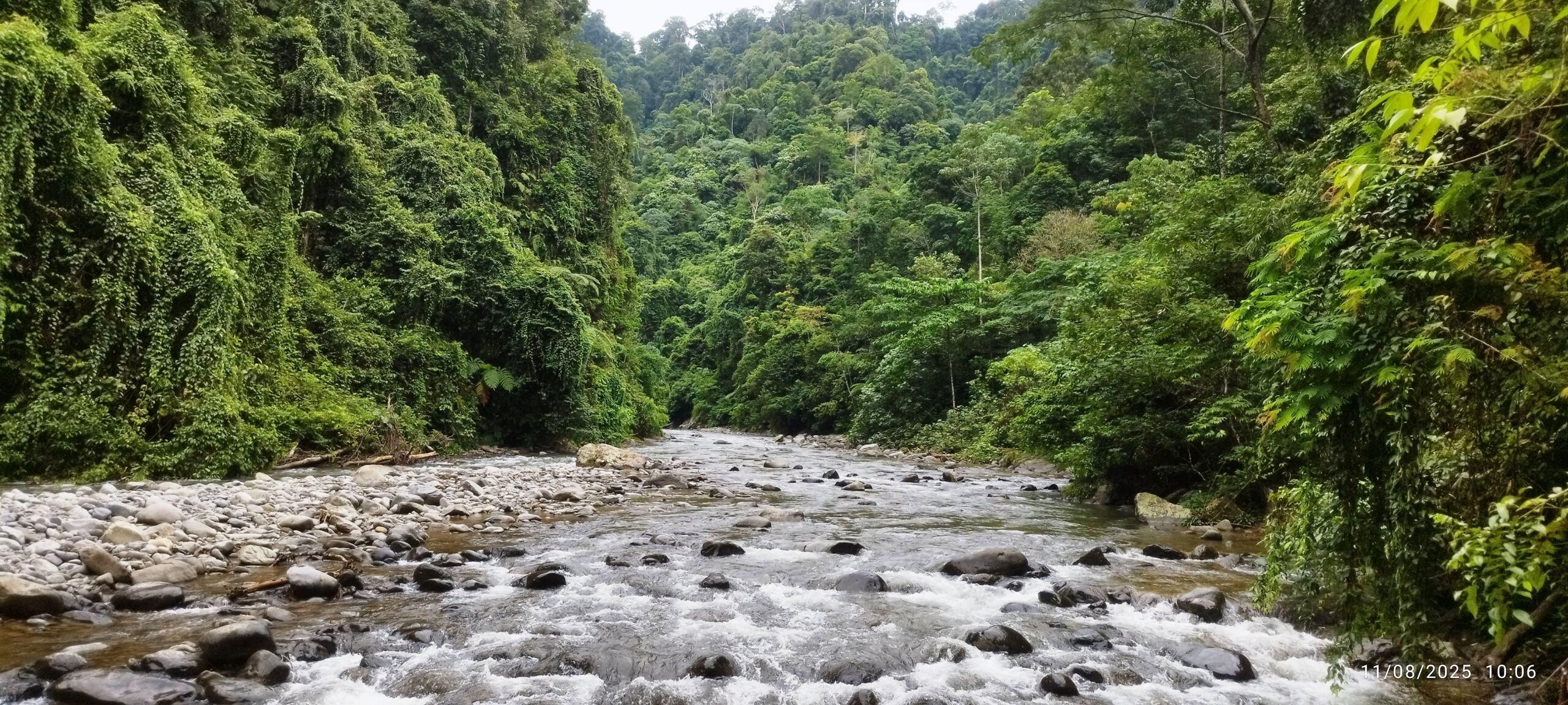 Sumatra Tropical Rain Forest Bukit Lawang