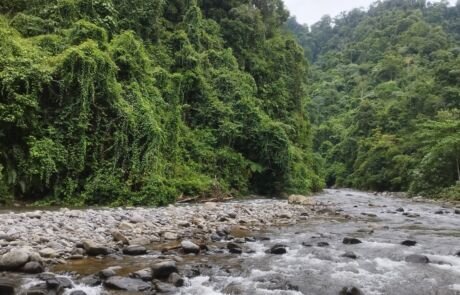 Sumatra tropical Rain Forest In Bukit Lawang Sumatra tropical Rain Forest In Bukit Lawang