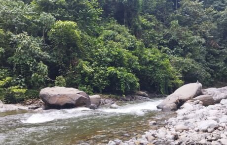 Sumatra Rain forest Bukit Lawang Sumatra Rain forest Bukit Lawang