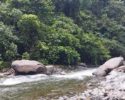 Sumatra Rain forest Bukit Lawang