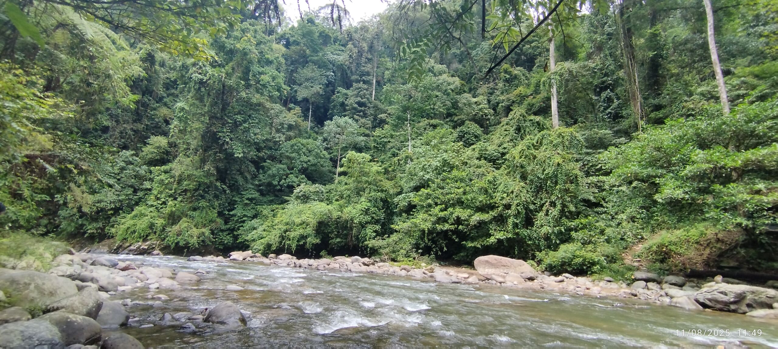 Sumatra Rain forest Bukit Lawang