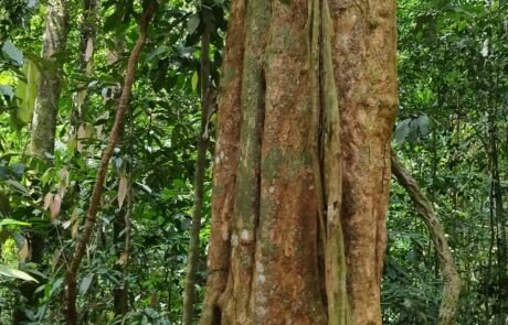 A really big tree in the jungle of sumatra Bukit lawang