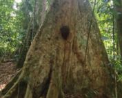 1 full day jungle trek in Bukit lawang with latvian family of 6 pax