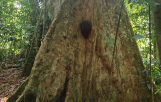 1 full day jungle trek in Bukit lawang with latvian family of 6 pax