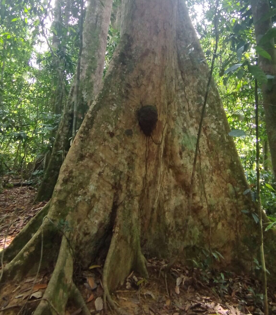 1 full day jungle trek in Bukit lawang with latvian family of 6 pax
