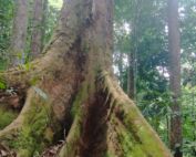 A big and really tall tree in the sumatra rain forest