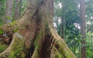 A big and really tall tree in the sumatra rain forest