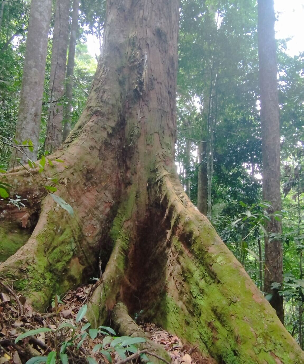 A big and really tall tree in the sumatra rain forest