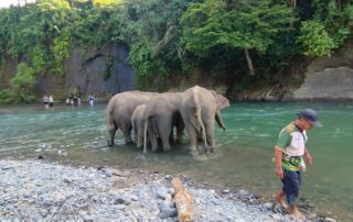 Sumatran Elephant at Tangkahan Sumatran Elephant Sanctuary