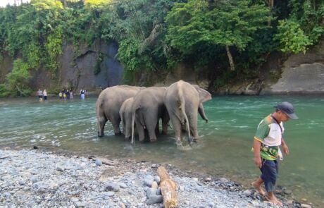 Sumatran Elephant at Tangkahan Sumatran Elephant Sanctuary