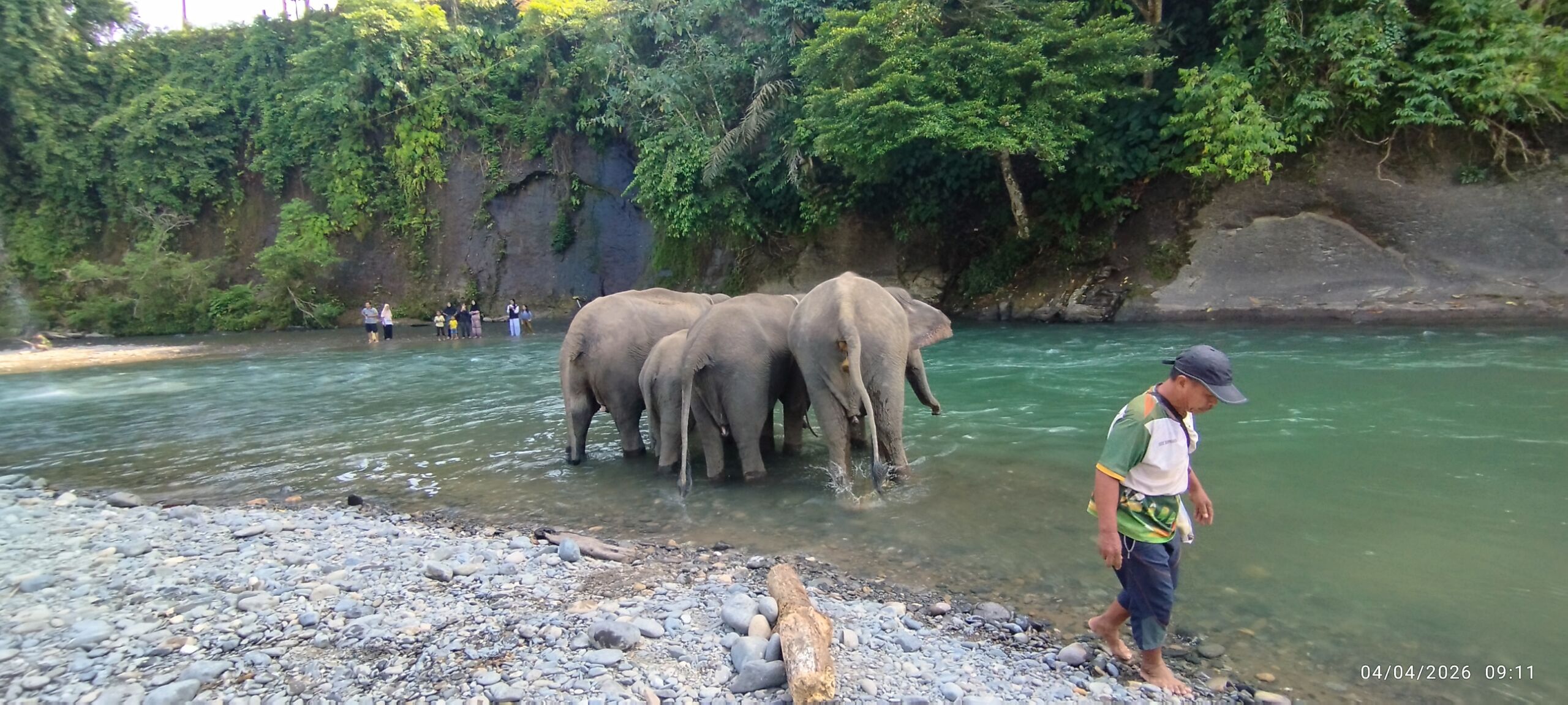 Sumatran Elephant at Tangkahan Sumatran Elephant Sanctuary