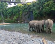 Sumatran Elephant at Tangkahan Sumatran Elephant Sanctuary