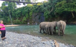 Sumatran Elephant at Tangkahan Sumatran Elephant Sanctuary