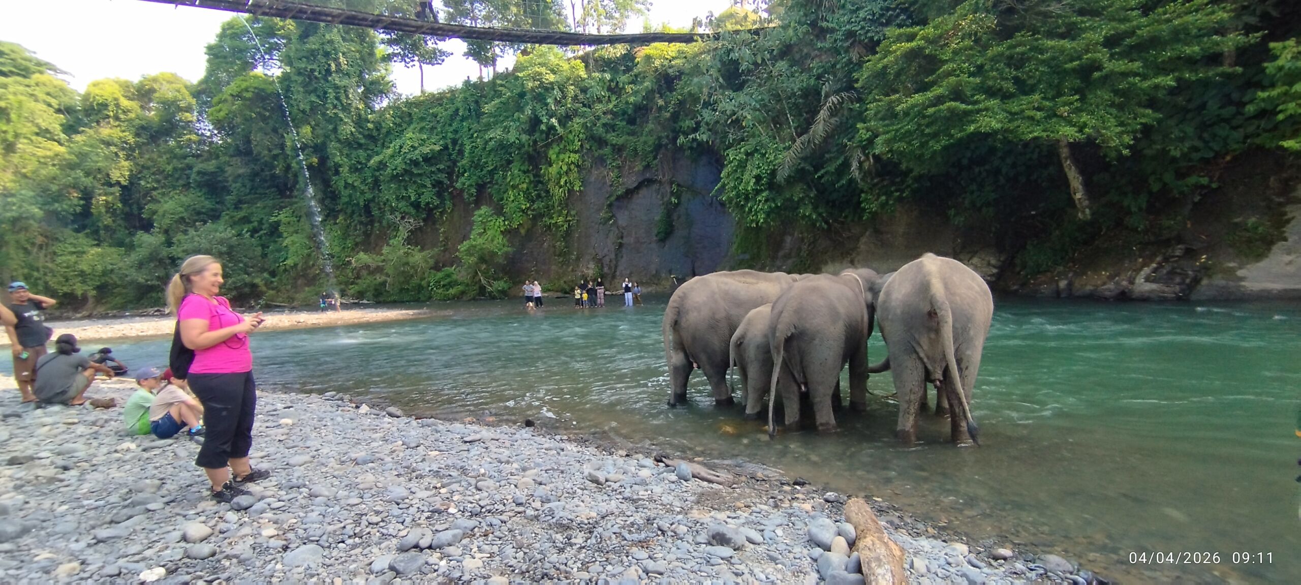 Sumatran Elephant at Tangkahan Sumatran Elephant Sanctuary
