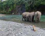 Sumatran Elephant at Tangkahan Sumatran Elephant Sanctuary