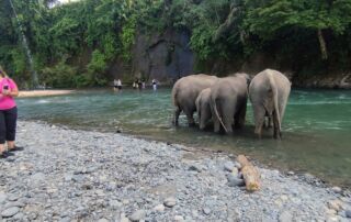 Sumatran Elephant at Tangkahan Sumatran Elephant Sanctuary