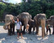 Sumatran Elephant at Tangkahan Sumatran Elephant Sanctuary