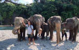 Sumatran Elephant at Tangkahan Sumatran Elephant Sanctuary