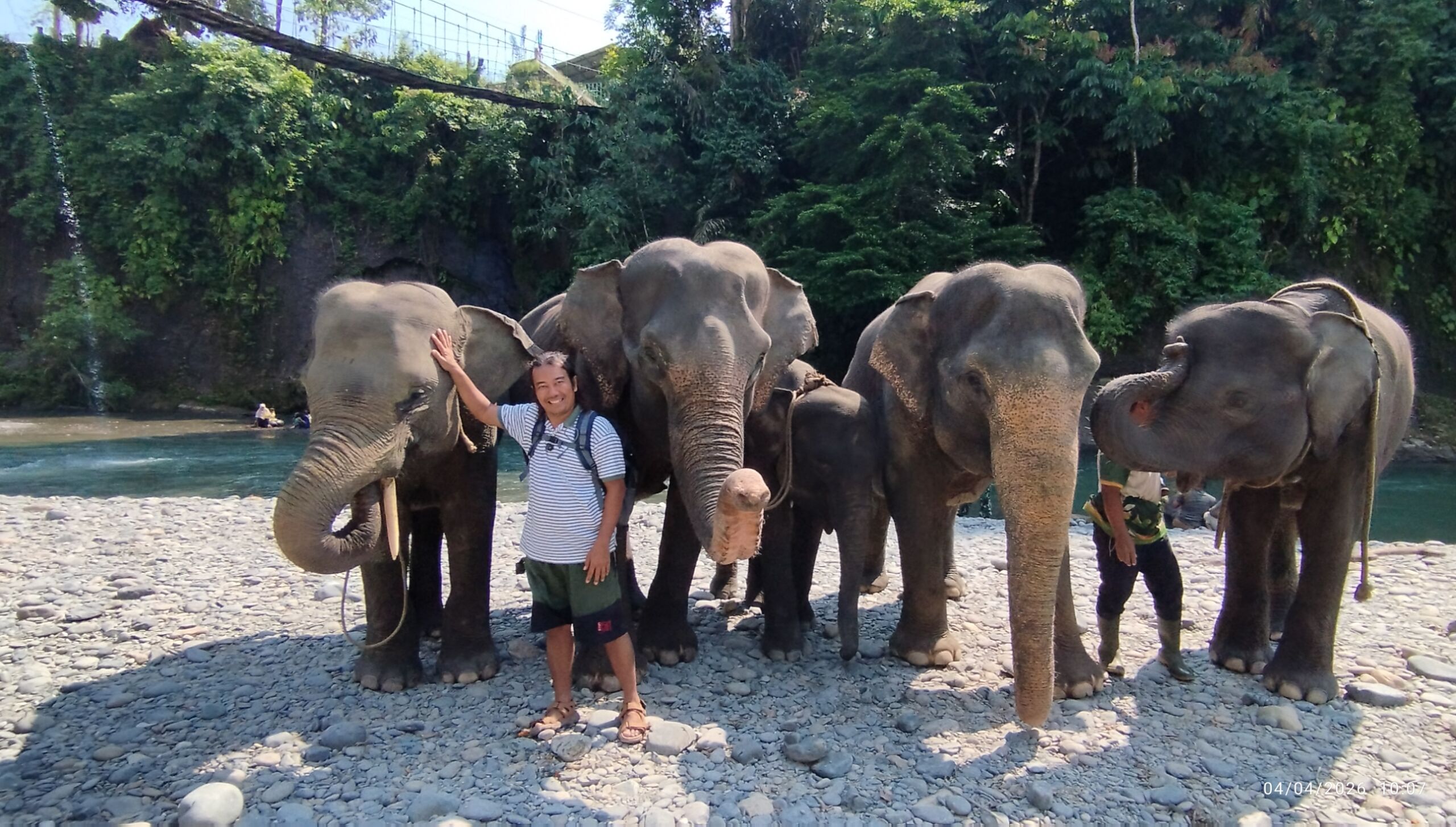 Sumatran Elephant at Tangkahan Sumatran Elephant Sanctuary