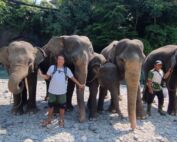 Sumatran Elephant at Tangkahan Sumatran Elephant Sanctuary