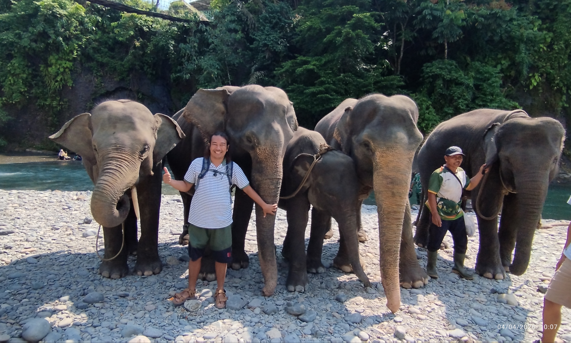 Sumatran Elephant at Tangkahan Sumatran Elephant Sanctuary