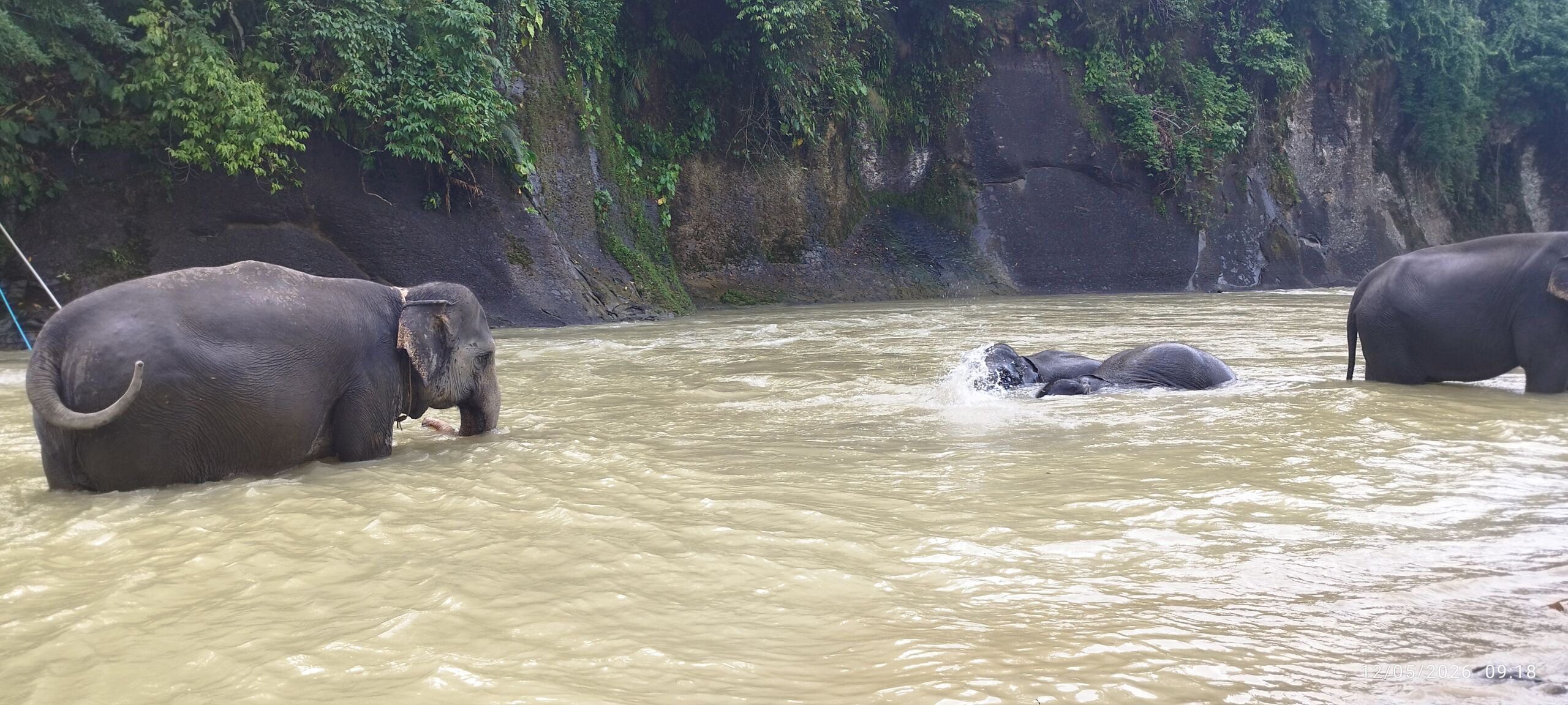 Sumatran Elephant at Tangkahan sumatran elephant sanctuary Sumatran Elephant at Tangkahan sumatran elephant sanctuary
