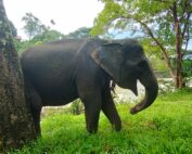 Sumatran Elephant at Tangkahan Sanctuary