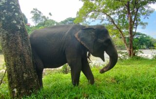 Sumatran Elephant at Tangkahan Sanctuary