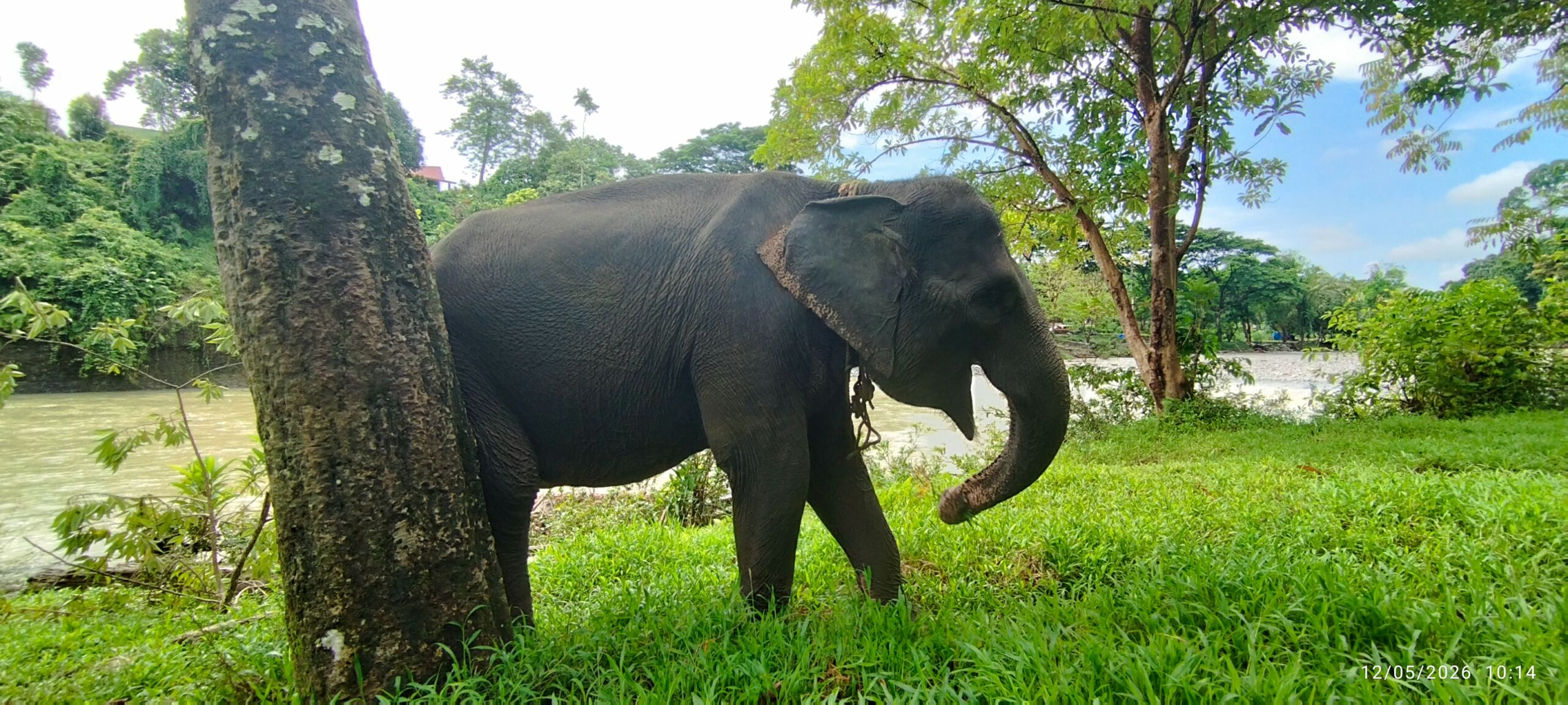 Sumatran Elephant at Tangkahan Sanctuary