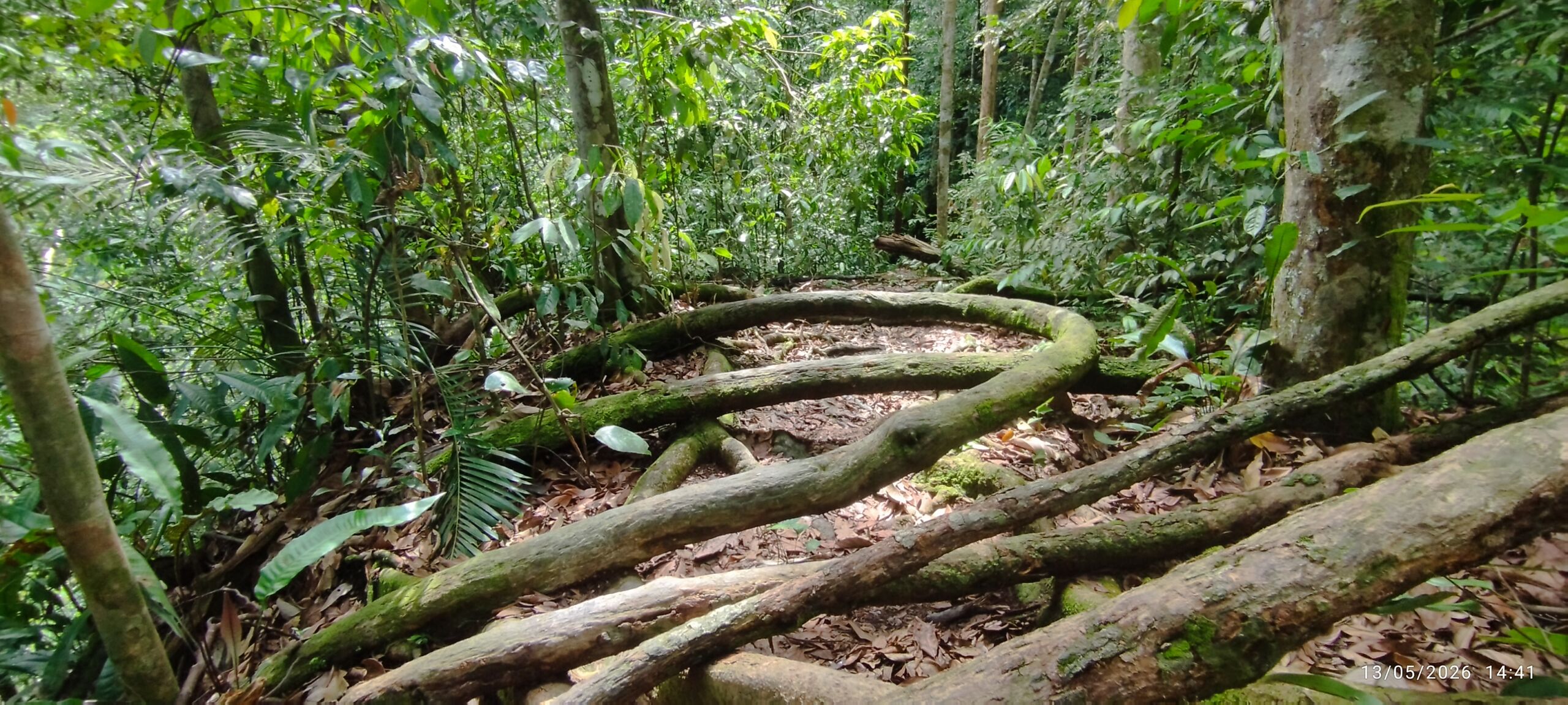 roots on the jungle floor roots on the jungle floor