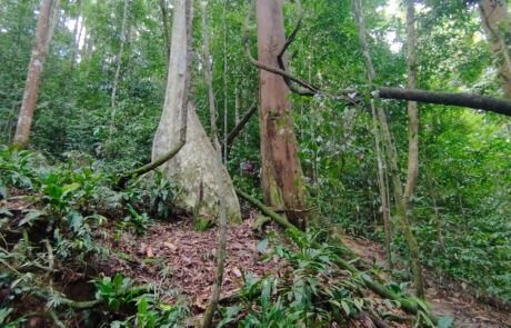 Sumatra National Park Bukit Lawang