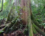 Sumatra jungle bukit lawang