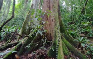 Sumatra jungle bukit lawang