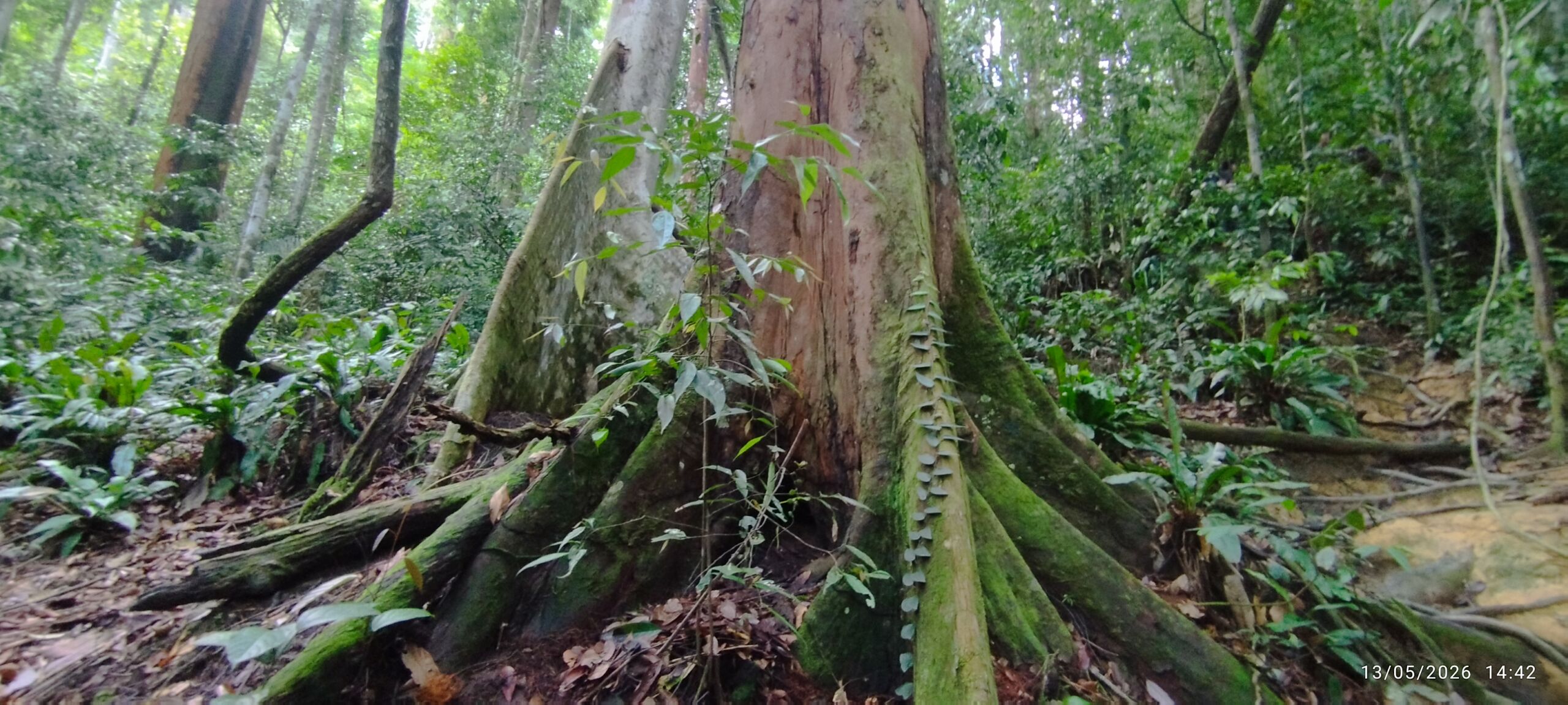 Sumatra jungle bukit lawang