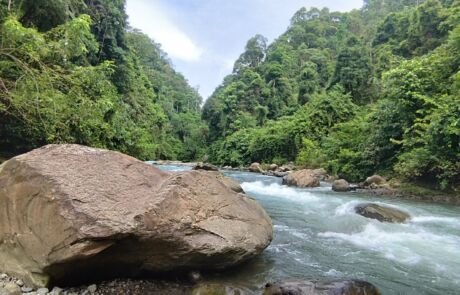 A river running through the sumatra jungle A river running through the sumatra jungle