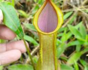 Kantong semar Nepenthes sumatrana