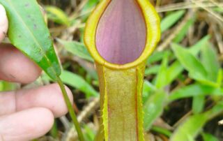 Kantong semar Nepenthes sumatrana
