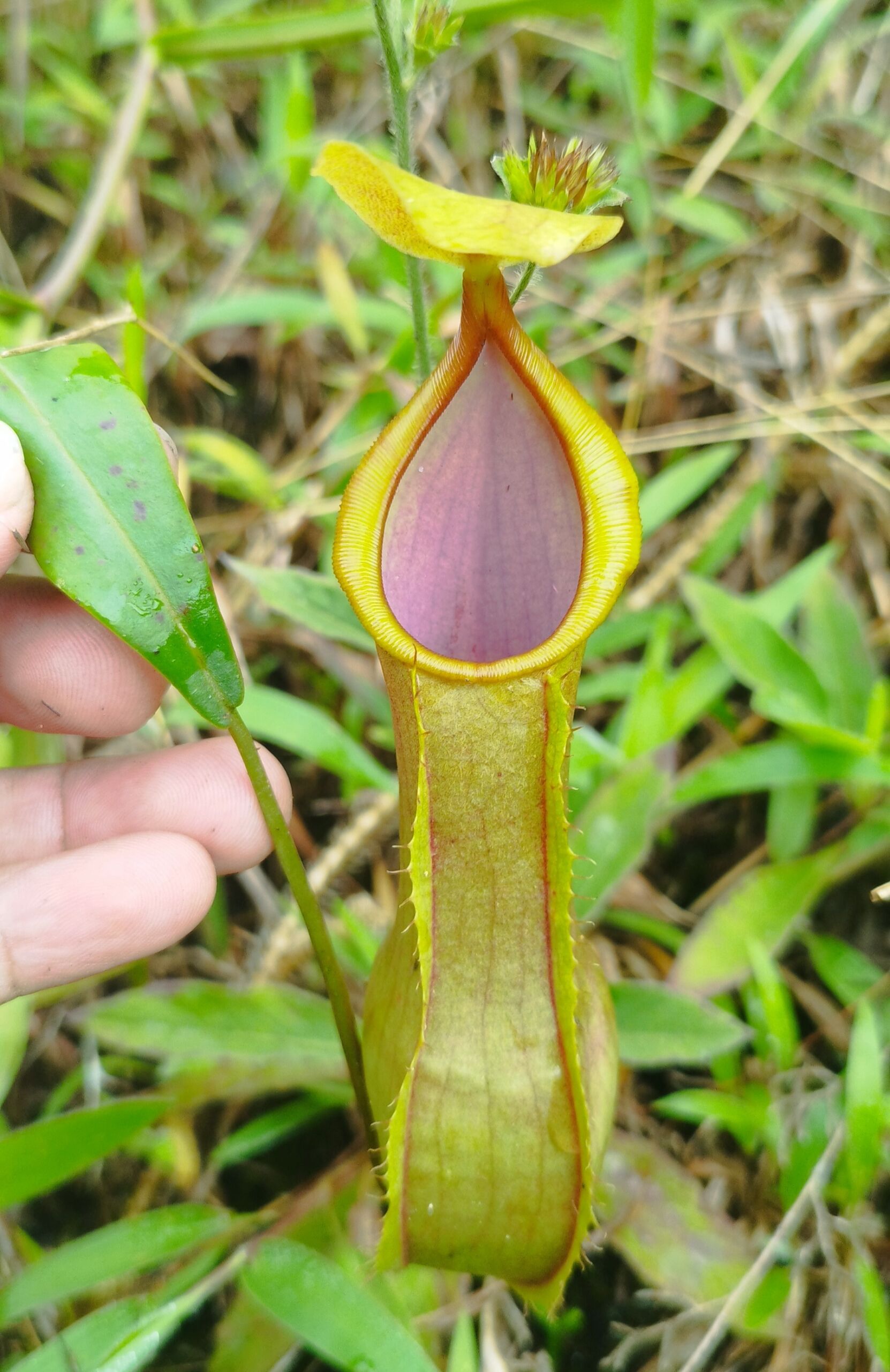 Kantong semar Nepenthes sumatrana