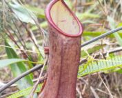 Kantong semar Nepenthes sumatrana
