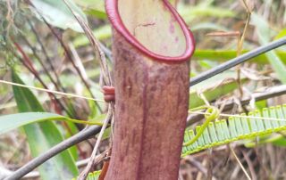 Kantong semar Nepenthes sumatrana