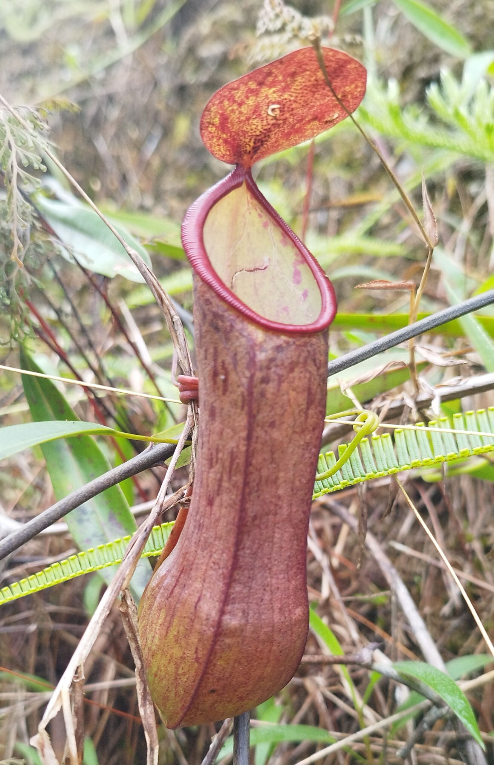 Kantong semar Nepenthes sumatrana