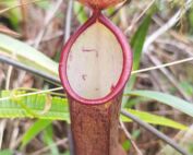 Kantong semar Nepenthes sumatrana