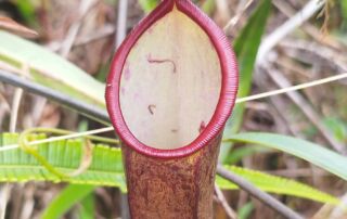 Kantong semar Nepenthes sumatrana