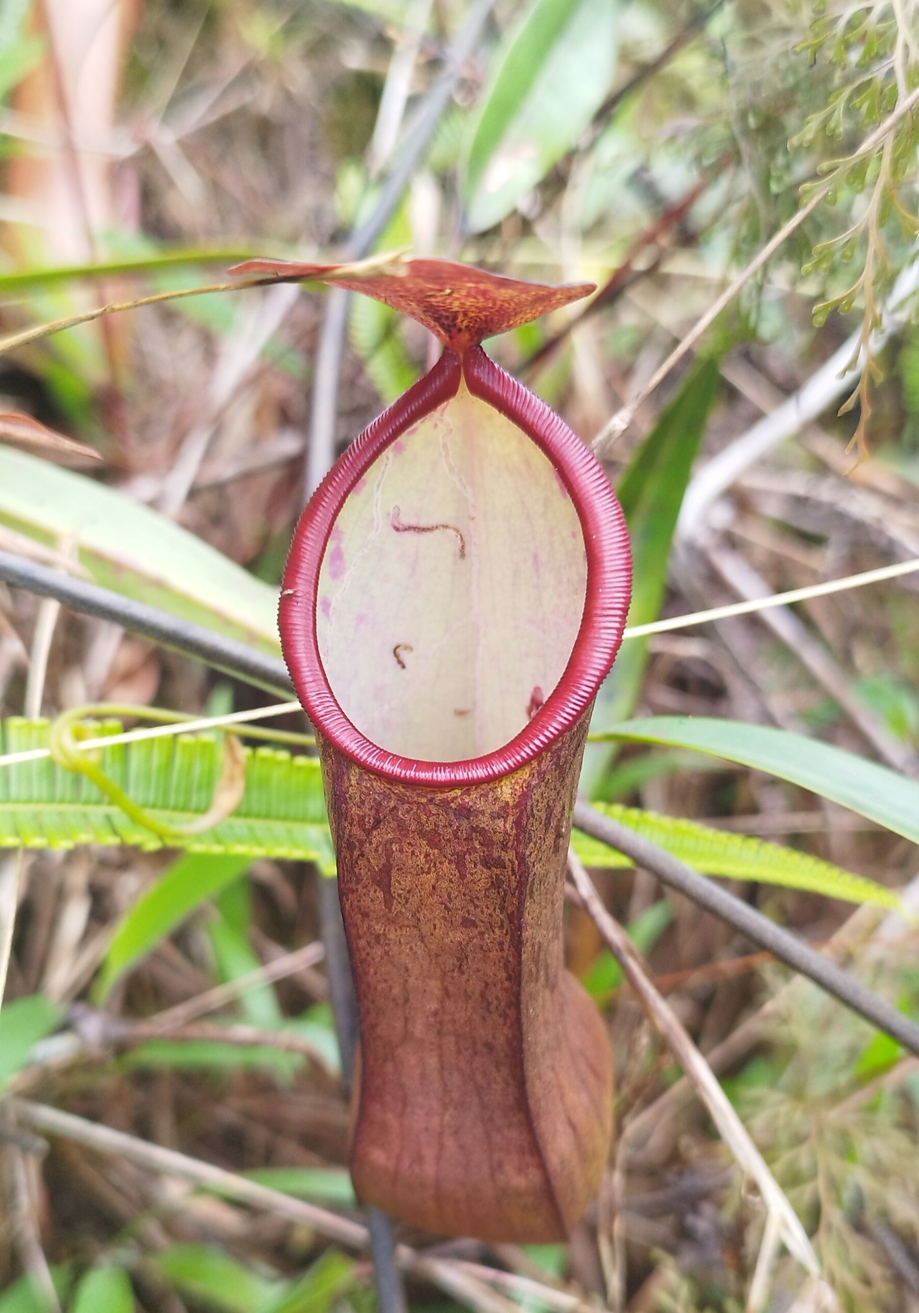 Kantong semar Nepenthes sumatrana