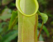 Kantong semar Nepenthes sumatrana