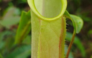 Kantong semar Nepenthes sumatrana
