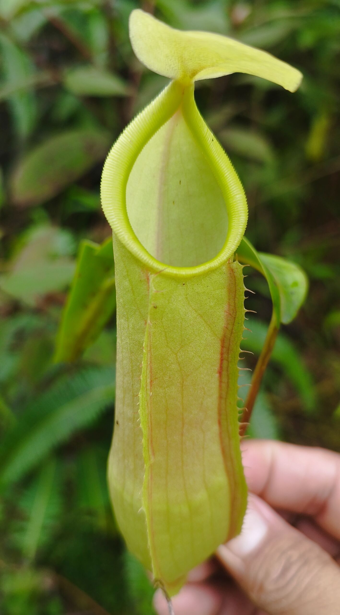 Kantong semar Nepenthes sumatrana