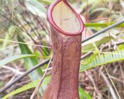 Kantong semar Nepenthes sumatrana