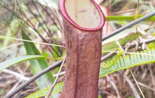 Kantong semar Nepenthes sumatrana